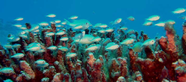 Photo: Blue-Green Chromis in the coral