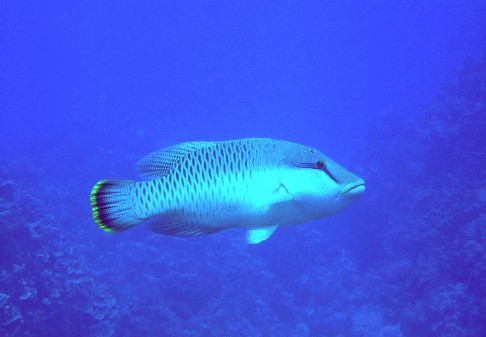 Photo: Napoleon Fish