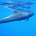 Lone Melon-headed whale on the surface