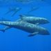 Pair of Melon-headed whales