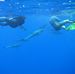 Snorkelers and Melon-headed whales