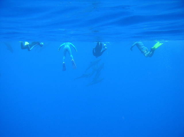 Snorkelers and Melon-headed whales