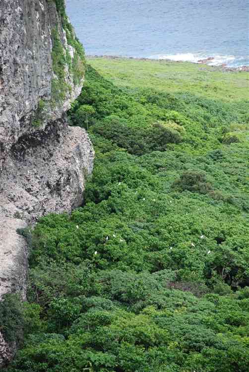 Birds Nesting in Jungle Canopy