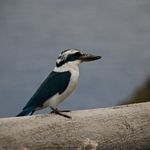 Mariana Kingfisher