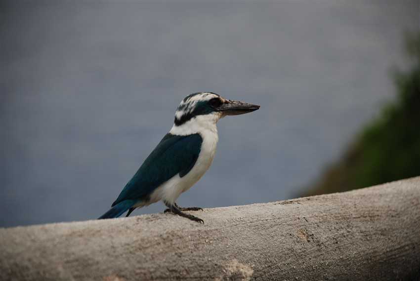 Kingfisher Sitting Pretty