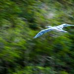 Flying Red-Footed Booby