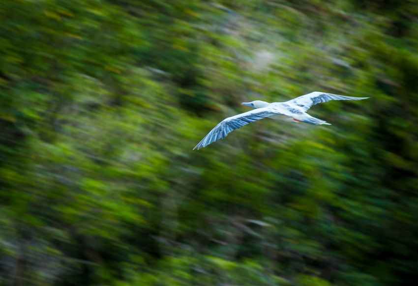 Red-Footed Booby in Flight