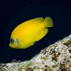 Lemonpeel Angelfish