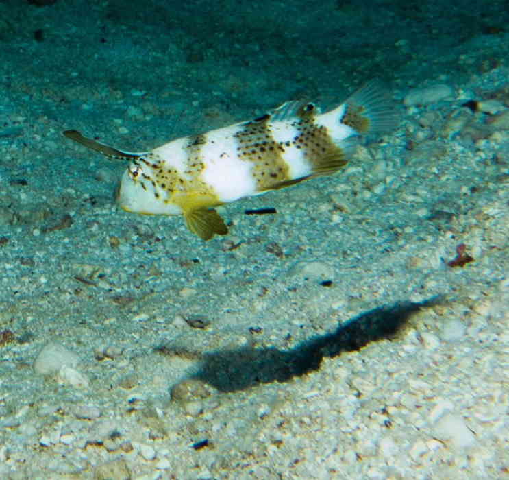 Blue Razorfish hovering above the bottom