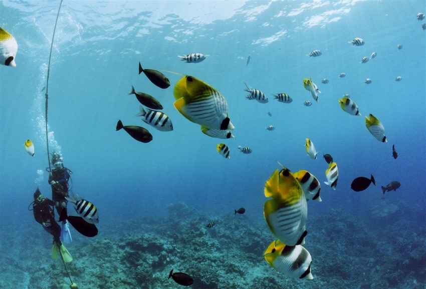 Photo-Tropical fish schools