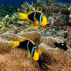 Orangefin Anemonefish