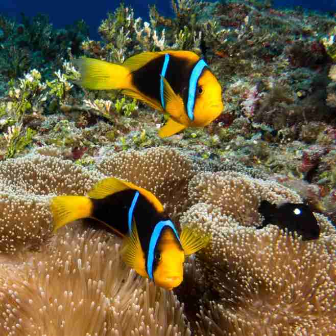 Orange-fin Anemonefish with juvenile damselfish