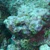 Devilscorpionfish