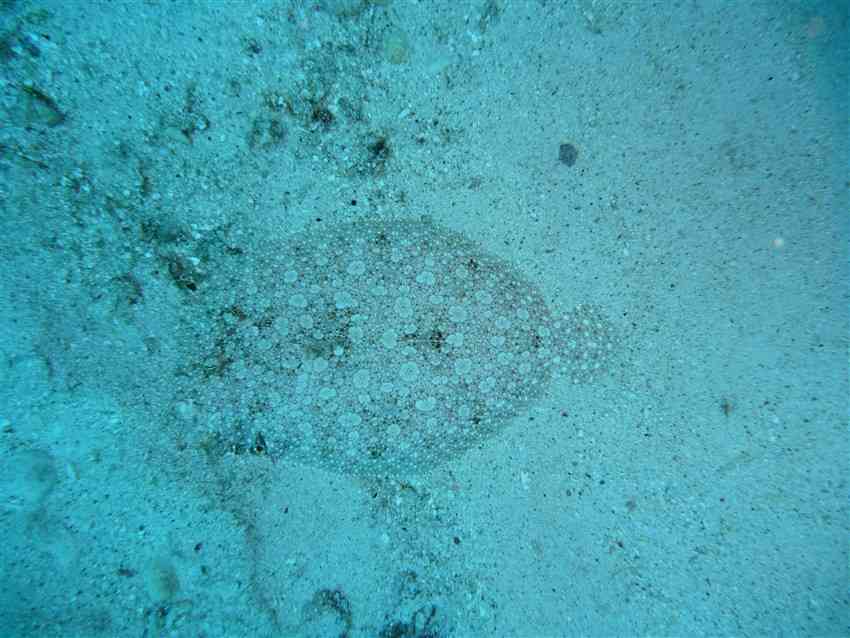 Flounder in the Sand