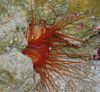 Electric Flame Scallop