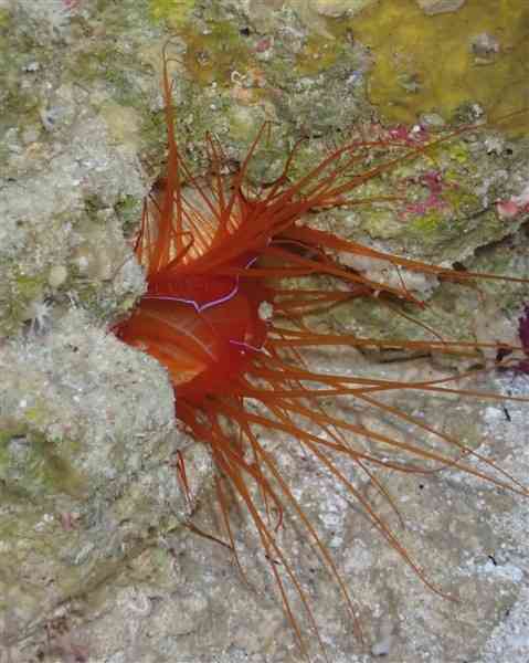 Electric Flame Scallop