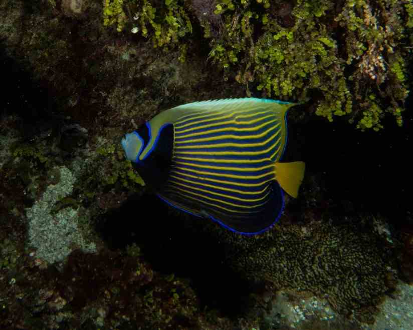 Emperor Angelfish