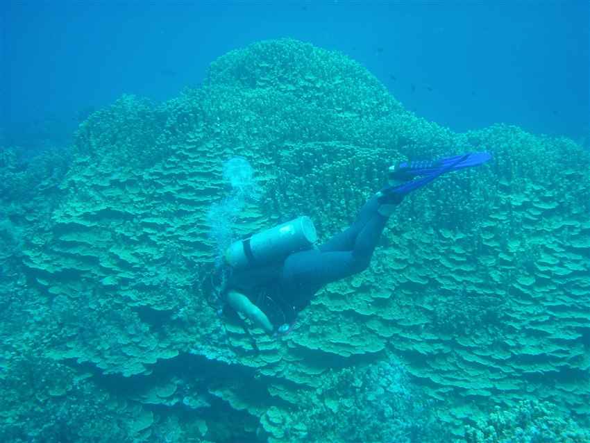 Diver and Coral Formation