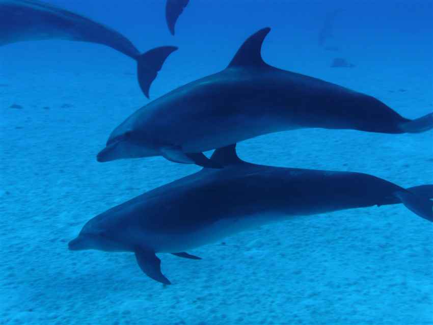 Pod of Dolphins