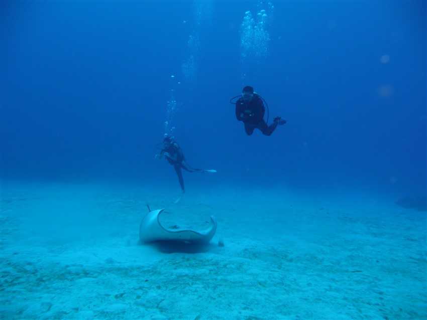 Divers and Stingray