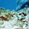 Flatworm