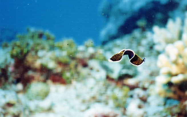 A Flatworm in Motion