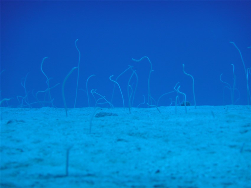 Spotted Garden Eels