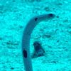 Spotted Garden Eel