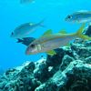 Yellowfin Goatfish