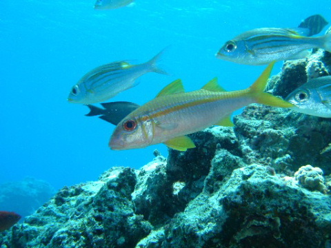 Yellowfin goatfish