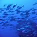 Bigeye Trevally up-close