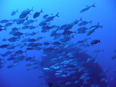 Photo-School Bigeye Trevally