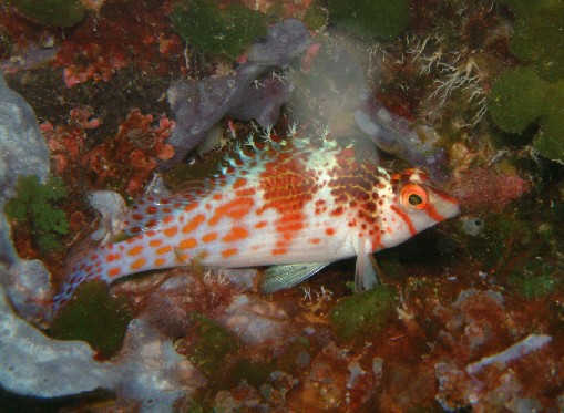 Photo: Falco Hawkfish