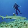 Diver and Whitetip Shark