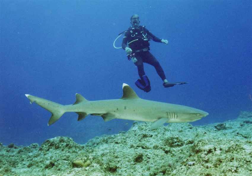 Diver and Shark