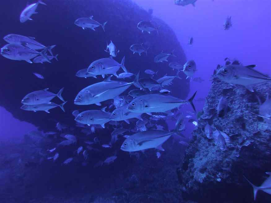 Skipjacks of Harnom Point
