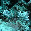 Lionfish