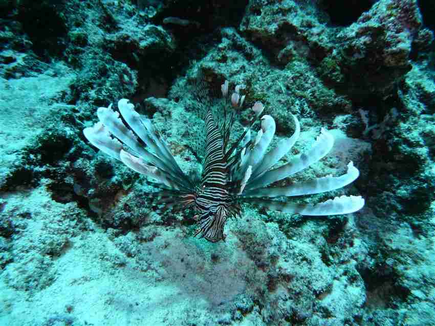 Lionfish