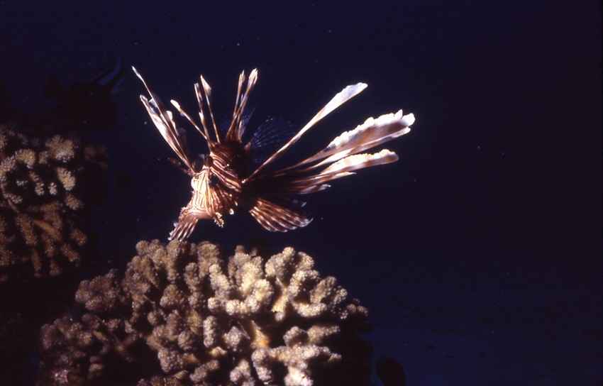 Lionfish