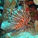 A Spotfin lionfish looking for a place to hide