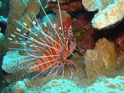 Photo: Spotfin Lionfish at Sub Chaser 2 diving site