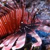 Lionfish