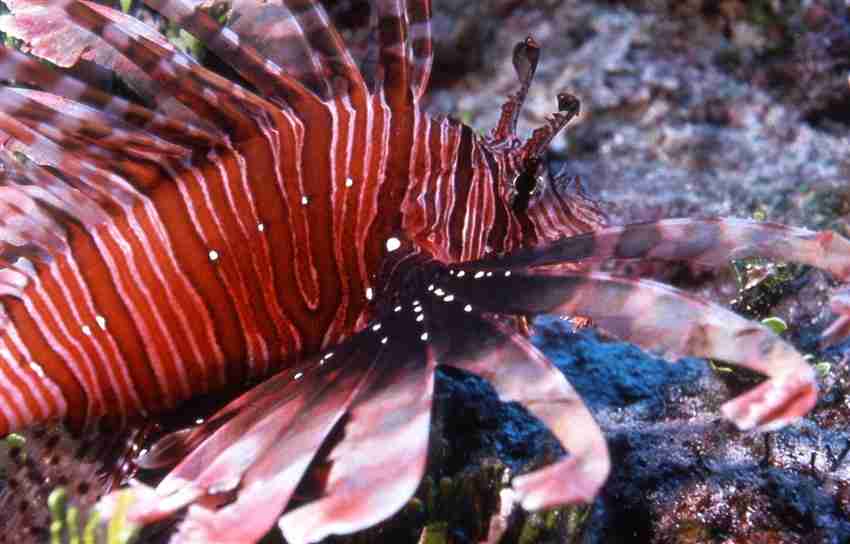 Lionfish Up-Close