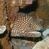 Whitemouth Moray Eel