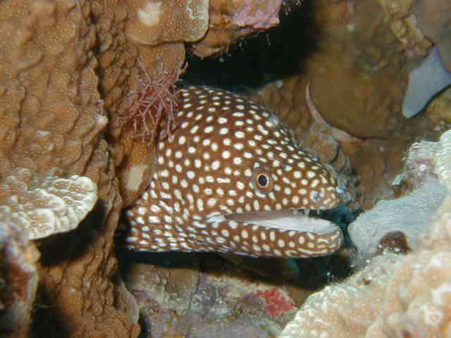 Photo-Whitemout Moray Eel