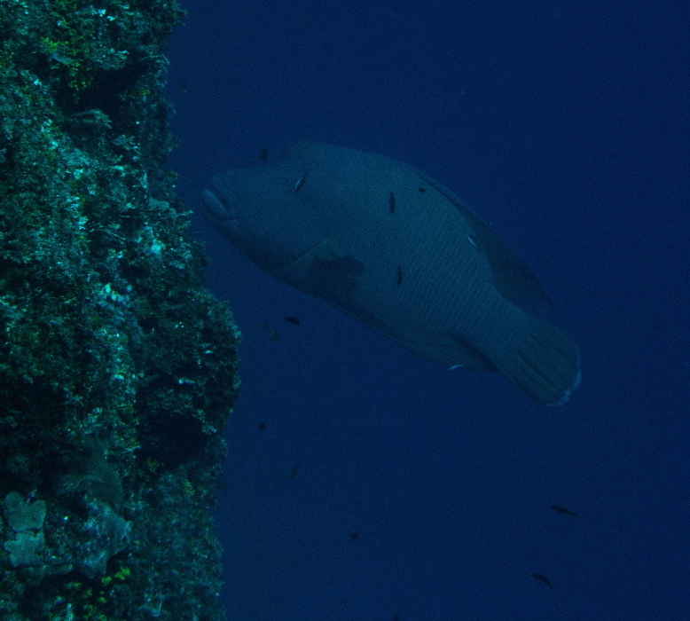 Large Napoleonfish