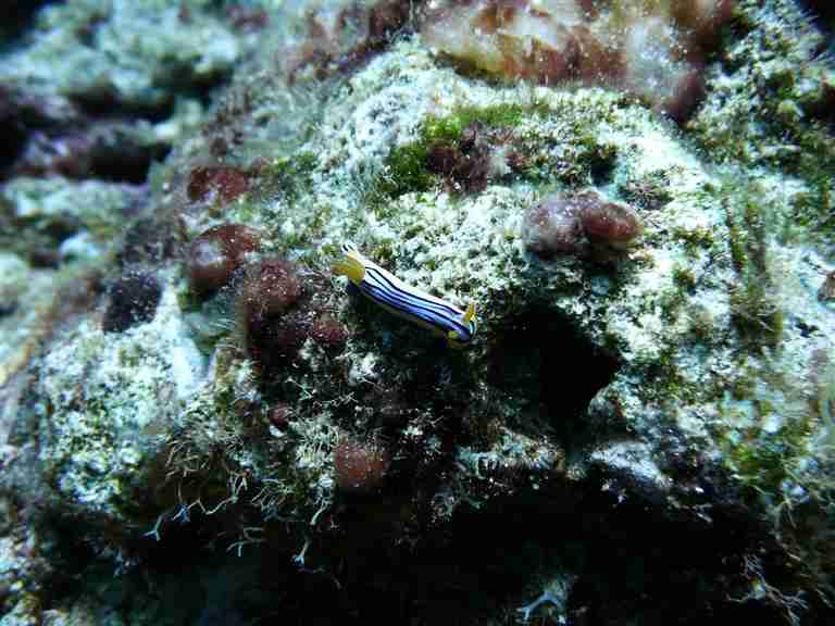 Nudibranch