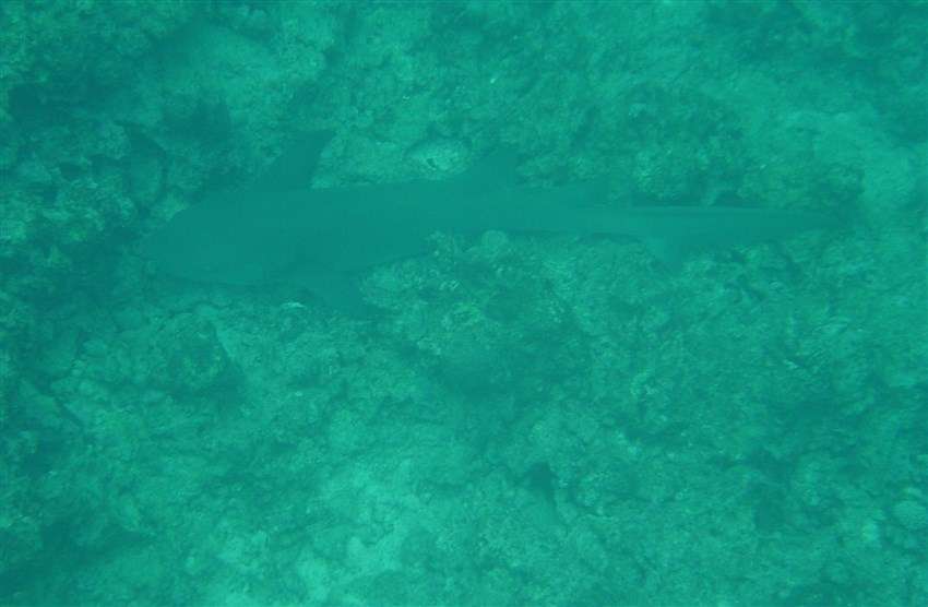 Large Nurse Shark