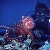 Diver and Octopus