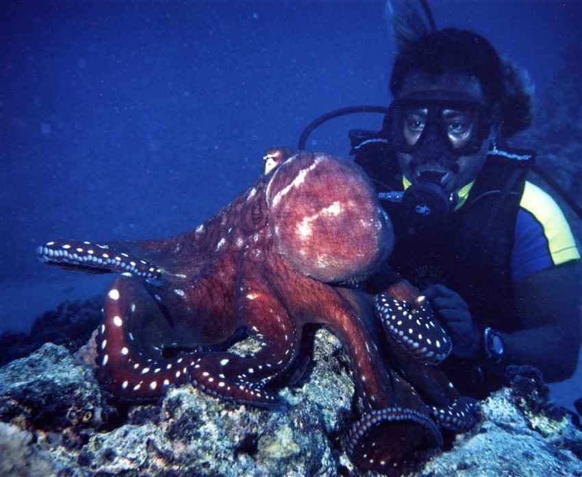 Diver and Octopus